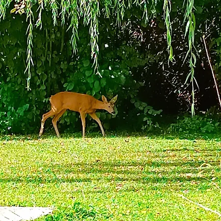 Pri Jazere Kolárovo