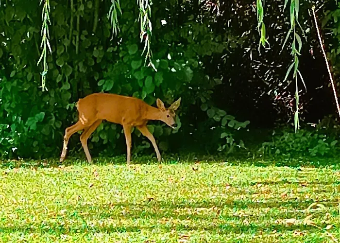 Pri Jazere Kolárovo